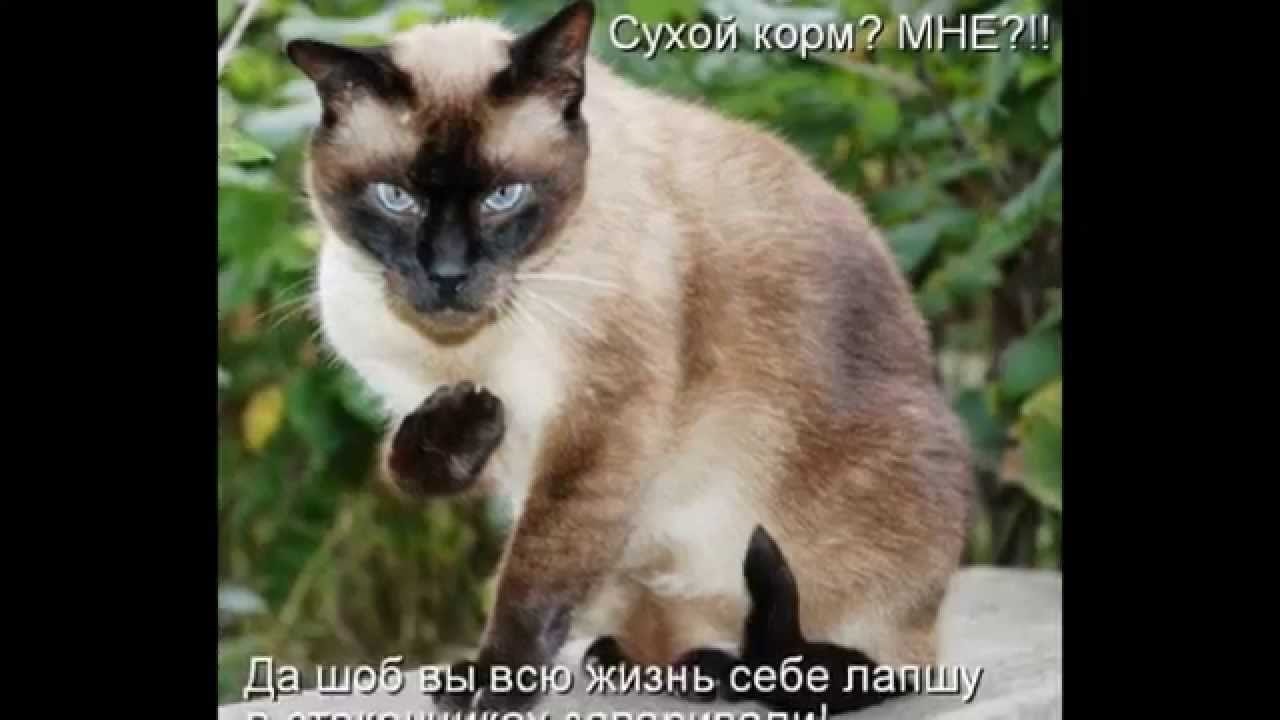 Хостинг картинок yapx.ru