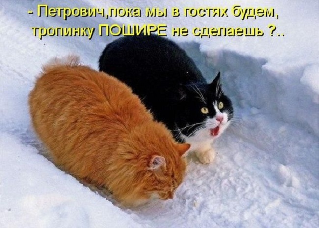 Хостинг картинок yapx.ru