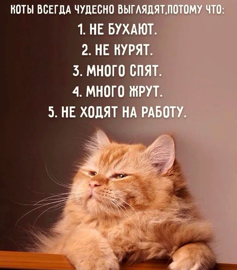 Хостинг картинок yapx.ru