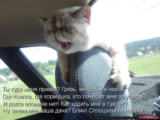 Хостинг картинок yapx.ru