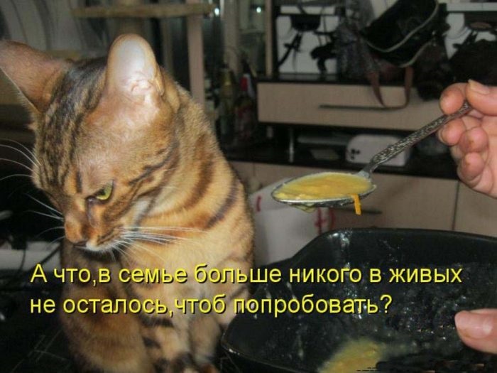 Хостинг картинок yapx.ru