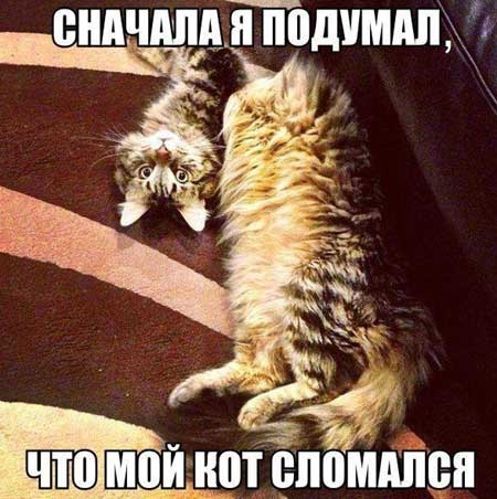 Хостинг картинок yapx.ru