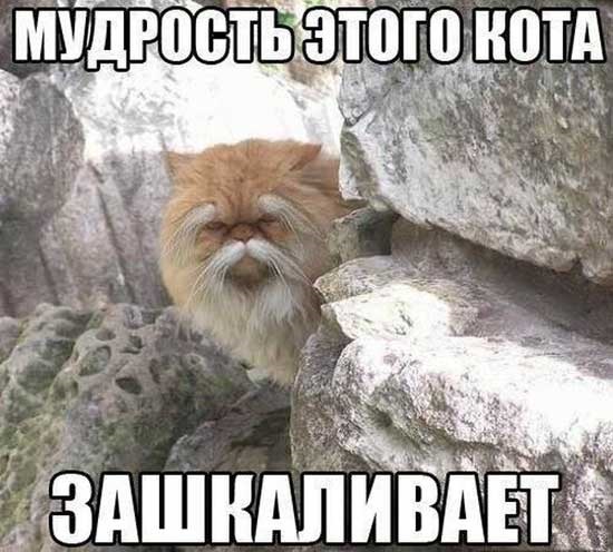 Хостинг картинок yapx.ru