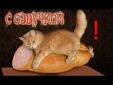 Хостинг картинок yapx.ru
