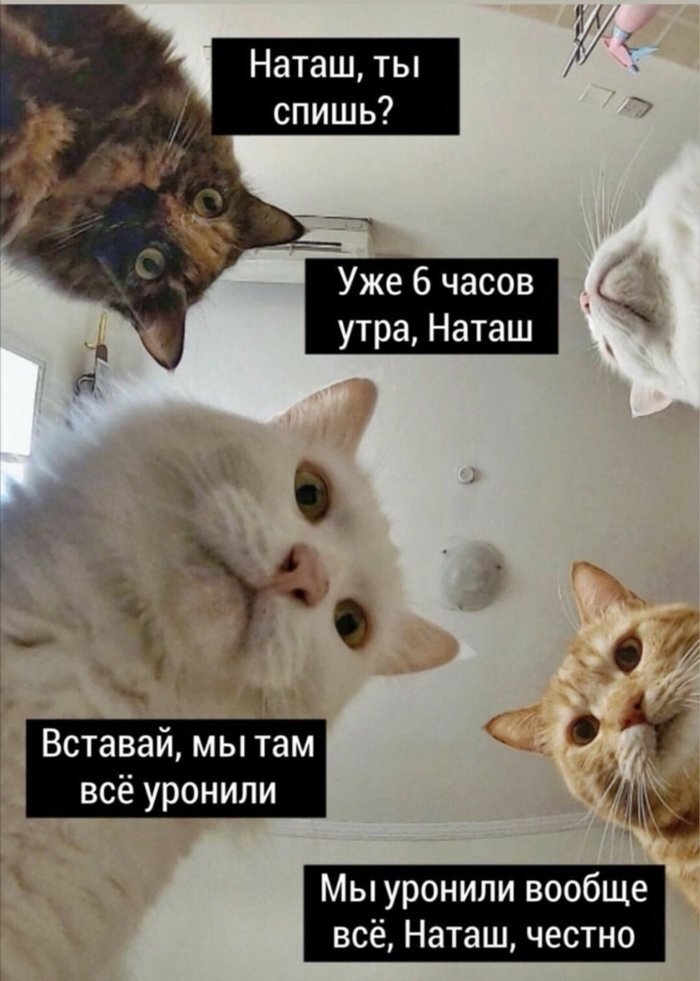 Хостинг картинок yapx.ru