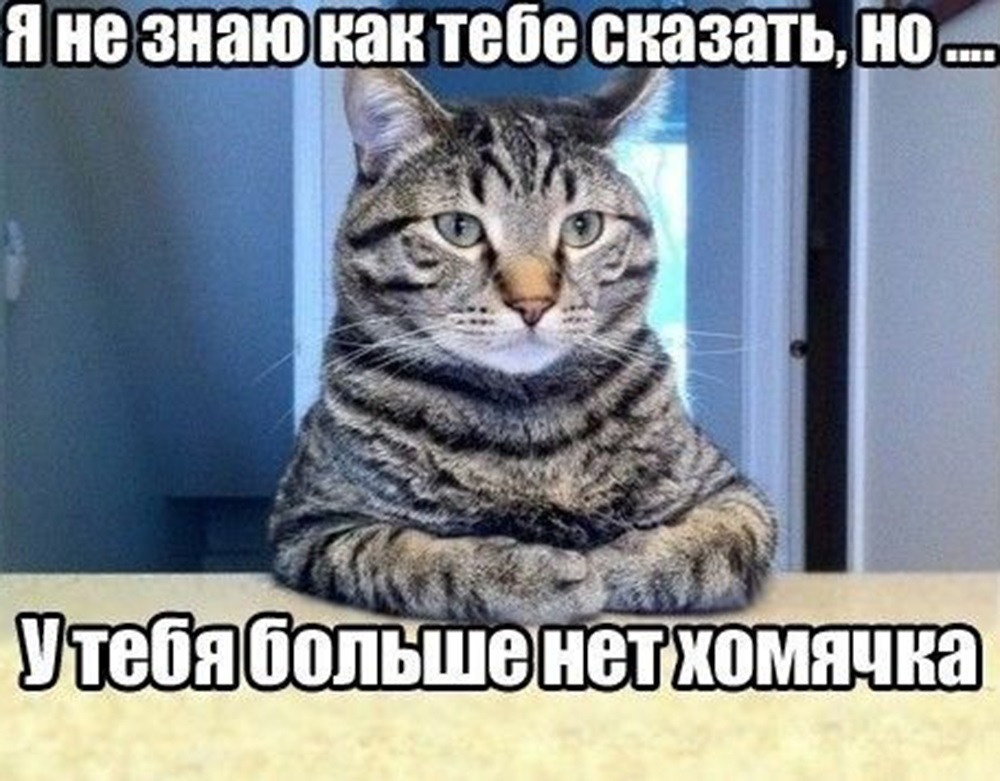 Хостинг картинок yapx.ru