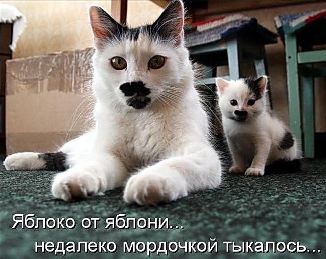 Хостинг картинок yapx.ru