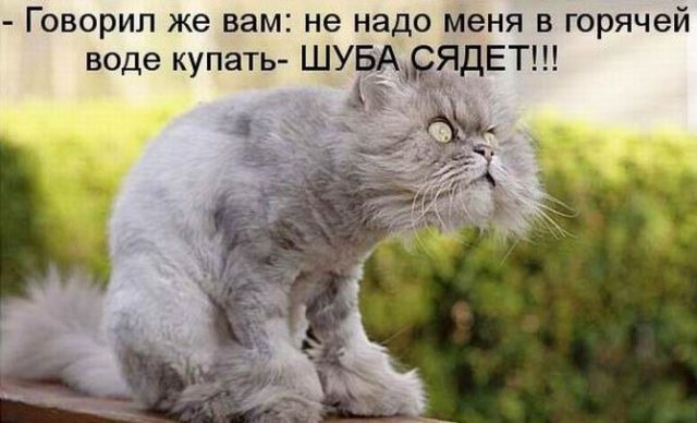 Хостинг картинок yapx.ru
