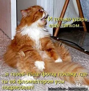 Хостинг картинок yapx.ru