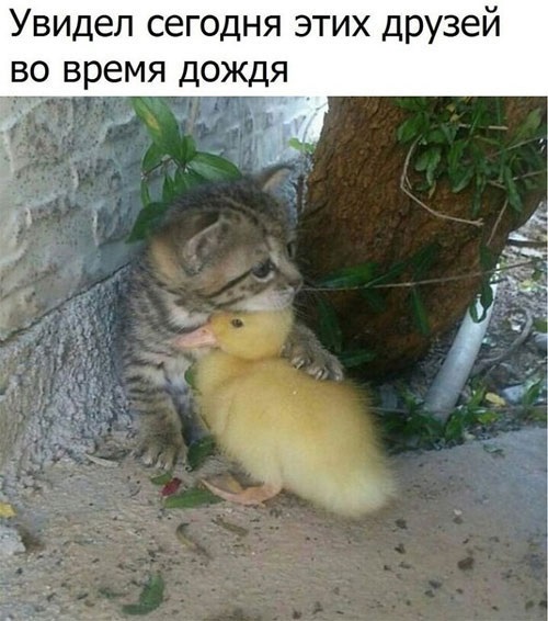 Хостинг картинок yapx.ru
