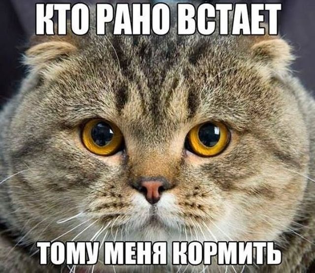 Хостинг картинок yapx.ru