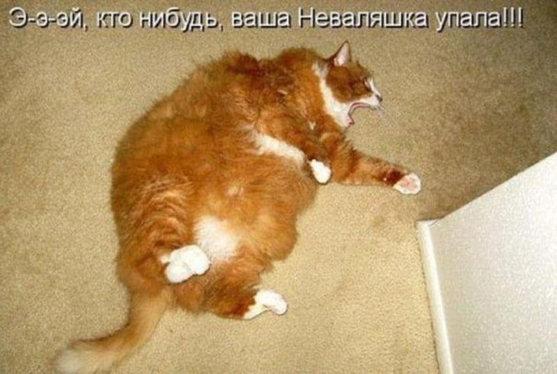 Хостинг картинок yapx.ru