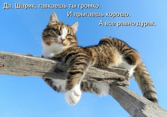 Хостинг картинок yapx.ru