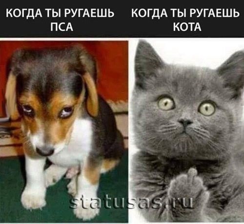 Хостинг картинок yapx.ru