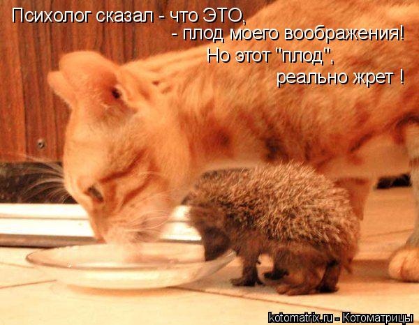 Хостинг картинок yapx.ru