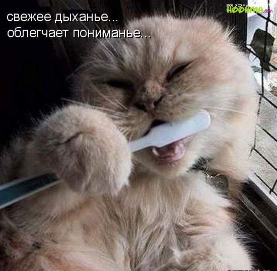 Хостинг картинок yapx.ru