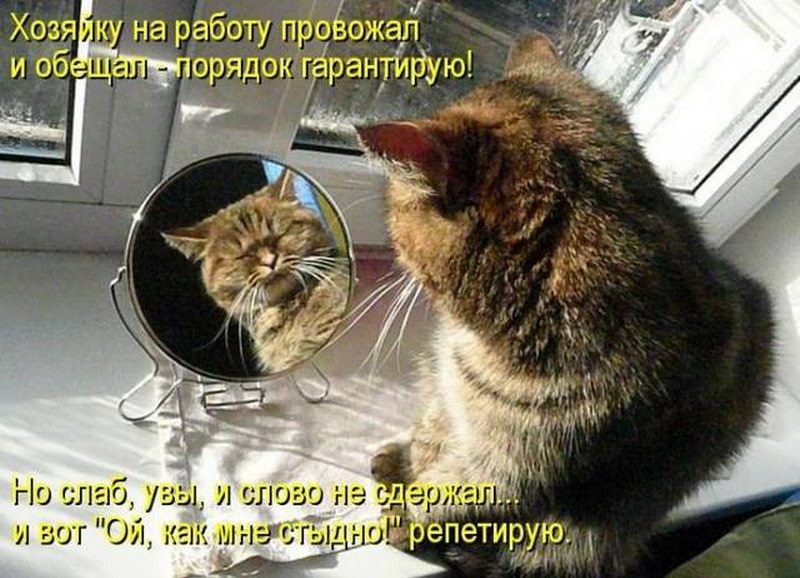 Хостинг картинок yapx.ru