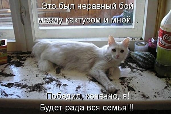Хостинг картинок yapx.ru