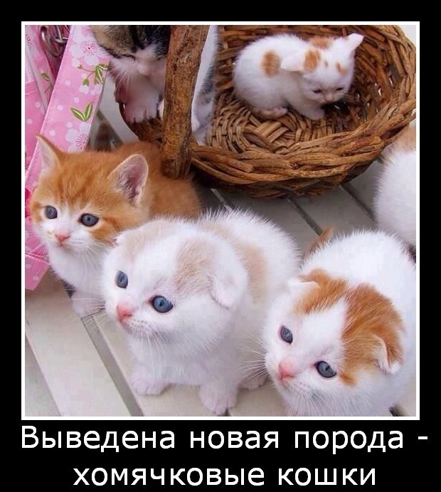Хостинг картинок yapx.ru