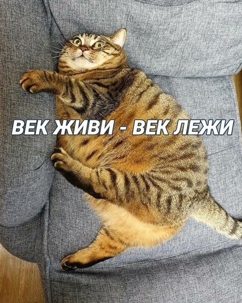 Хостинг картинок yapx.ru