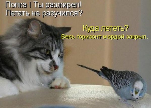 Хостинг картинок yapx.ru