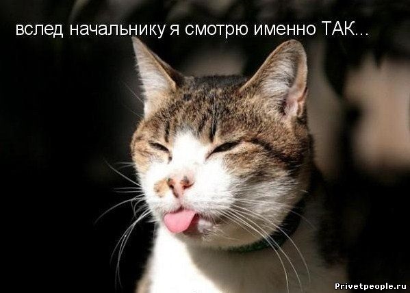 Хостинг картинок yapx.ru