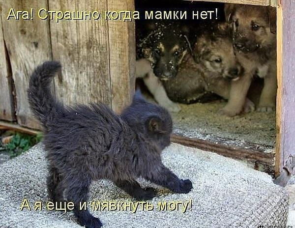 Хостинг картинок yapx.ru