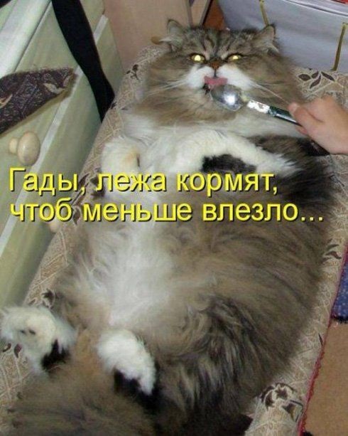 Хостинг картинок yapx.ru