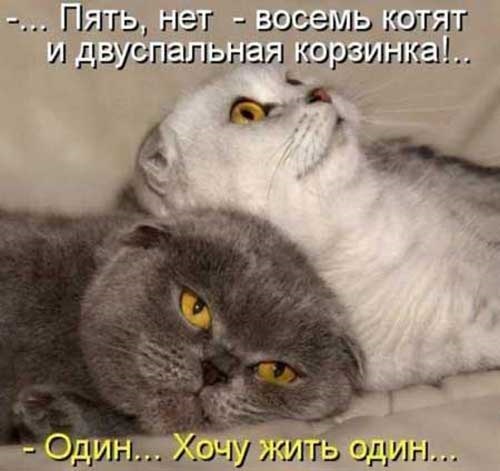 Хостинг картинок yapx.ru