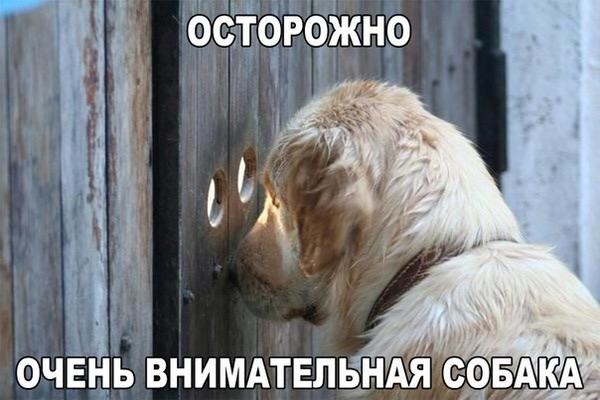 Хостинг картинок yapx.ru