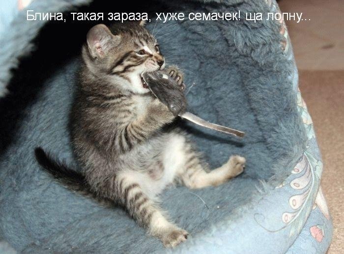 Хостинг картинок yapx.ru