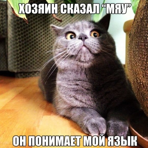 Хостинг картинок yapx.ru