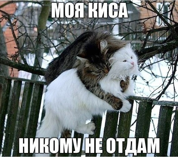 Хостинг картинок yapx.ru