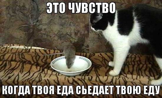 Хостинг картинок yapx.ru