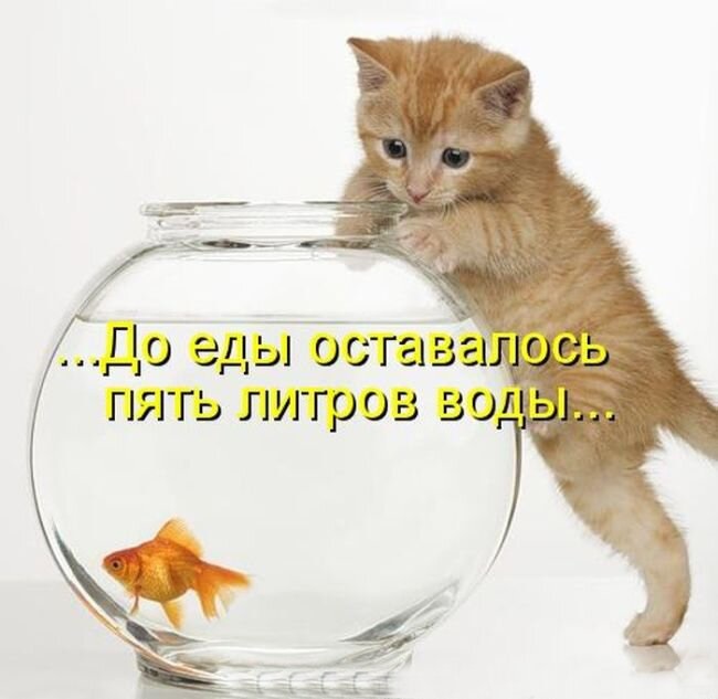 Хостинг картинок yapx.ru