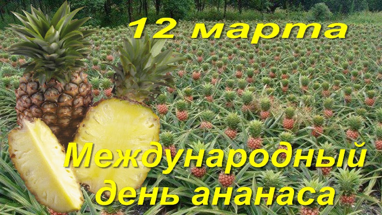 Хостинг картинок yapx.ru