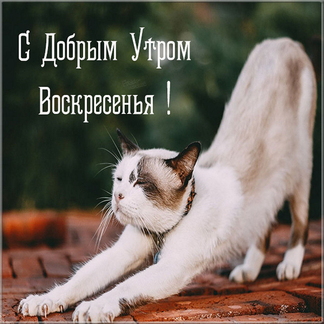Хостинг картинок yapx.ru
