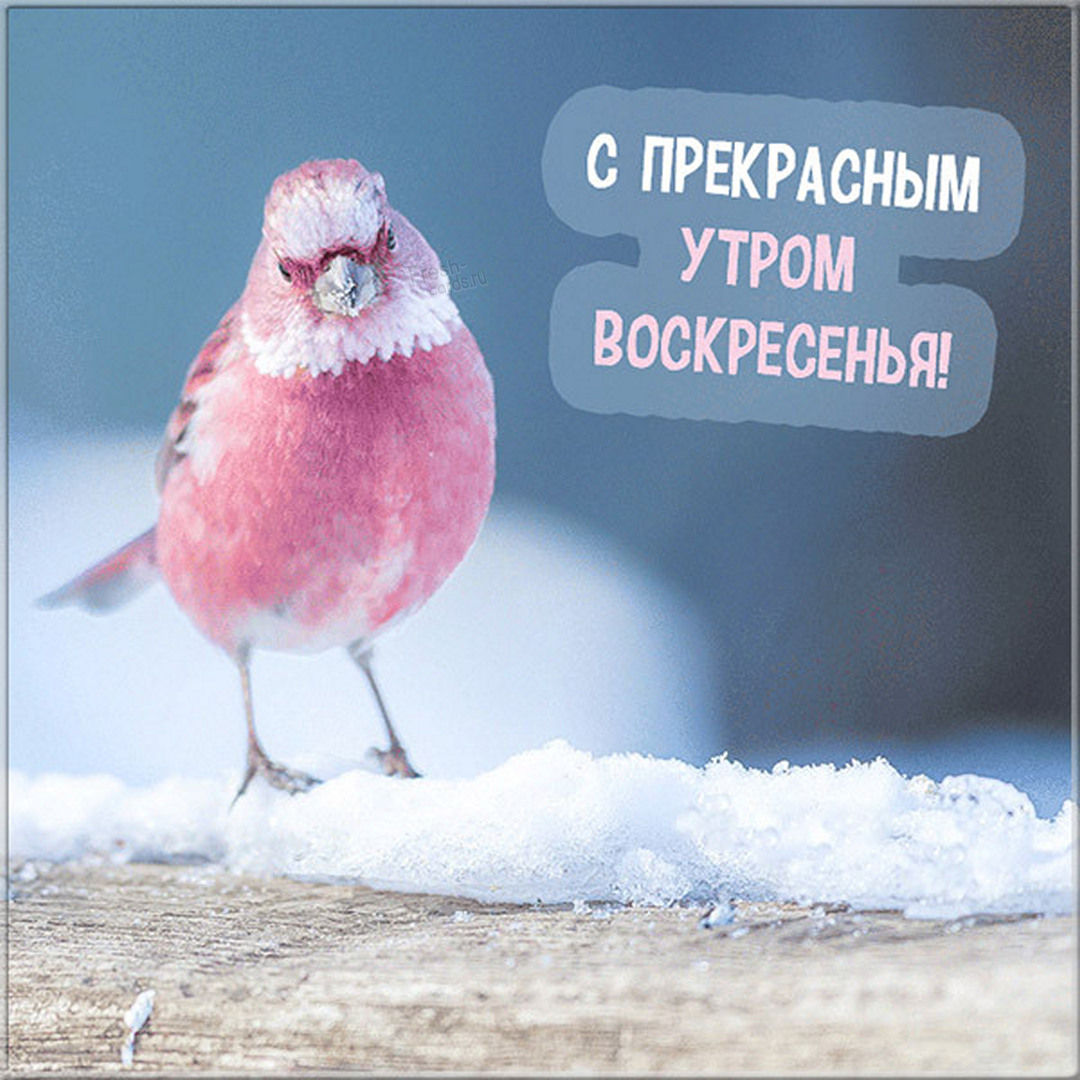 Хостинг картинок yapx.ru