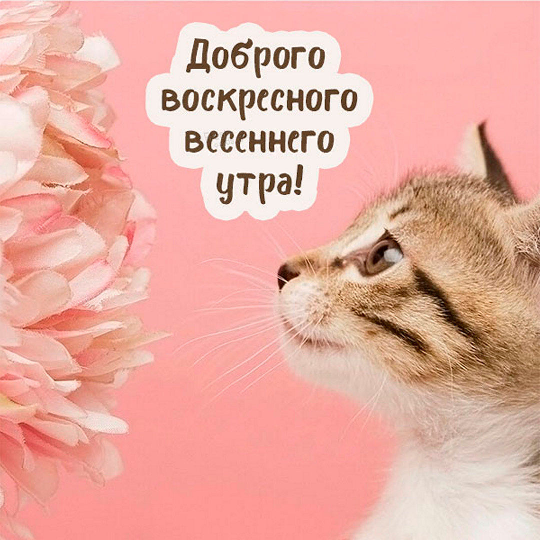 Хостинг картинок yapx.ru