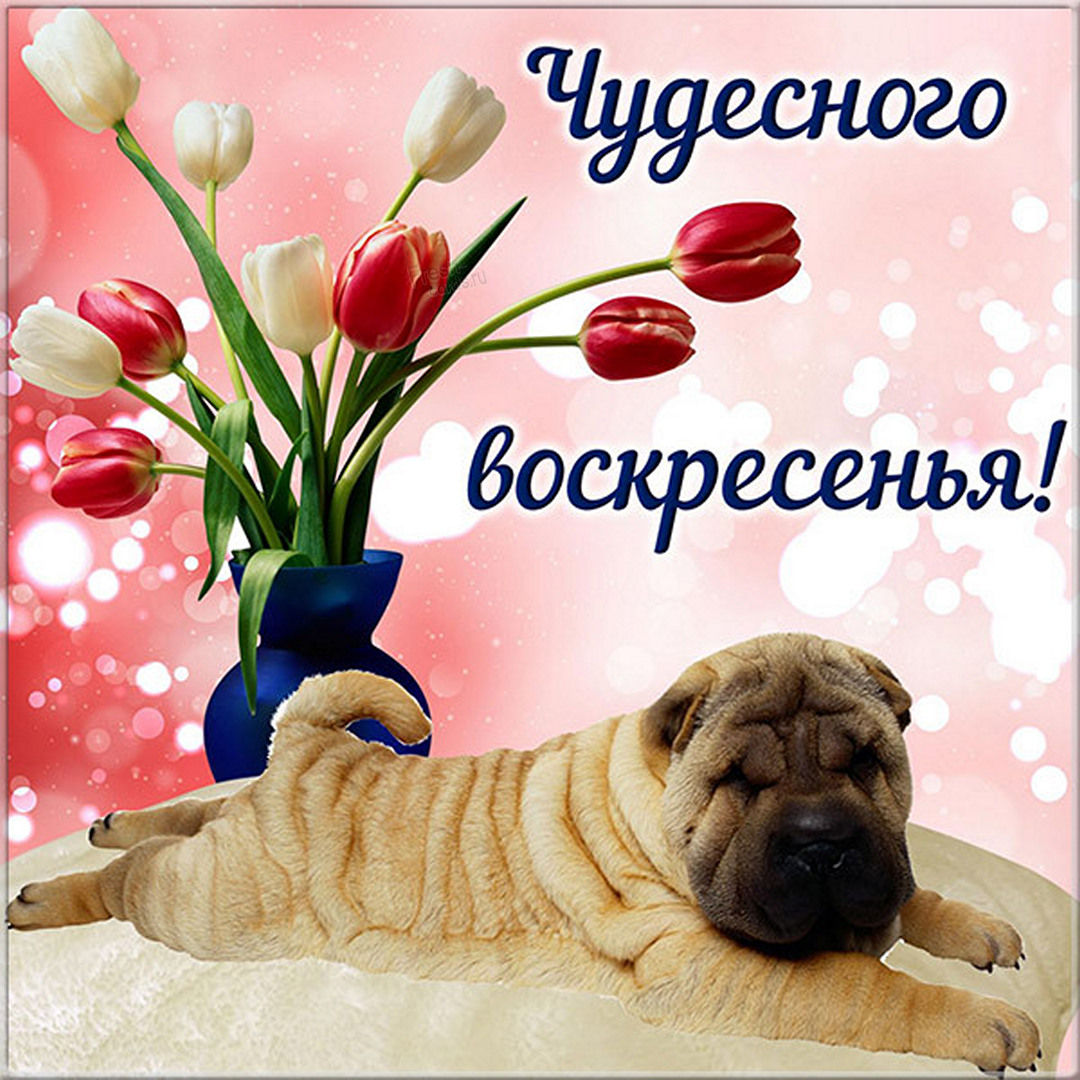 Хостинг картинок yapx.ru