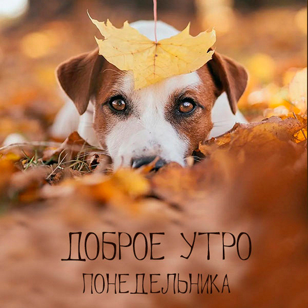 Хостинг картинок yapx.ru