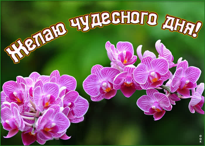 Хостинг картинок yapx.ru