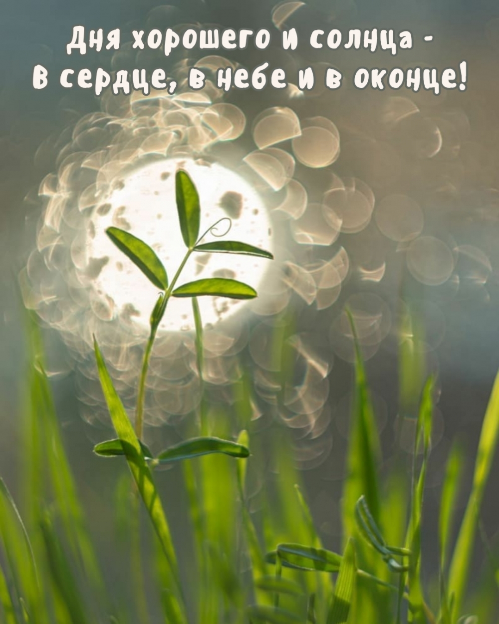 Открытка с яркими розами и пожеланием доброго дня.