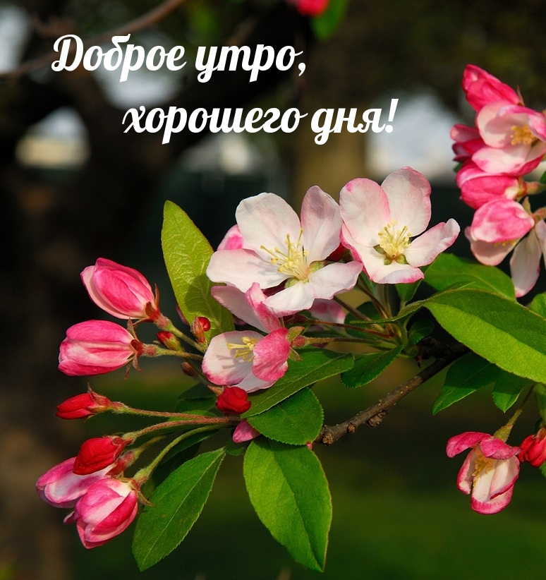 Хостинг картинок yapx.ru