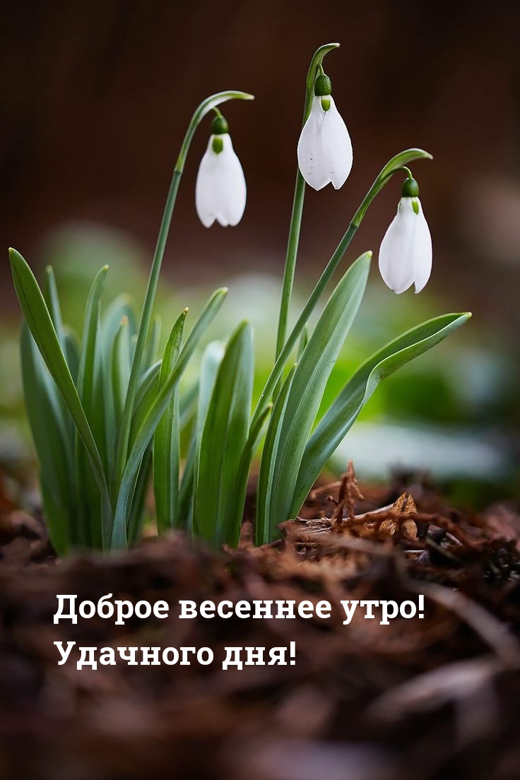 Хостинг картинок yapx.ru