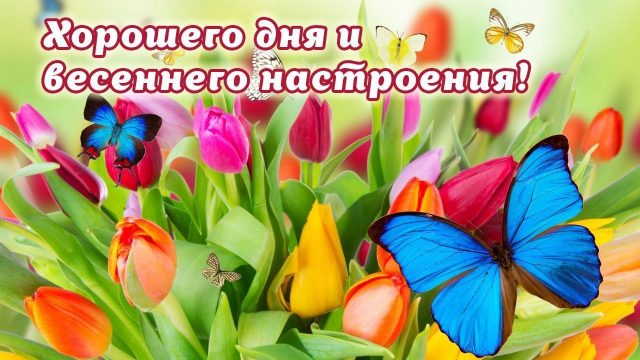 Картинка с пожеланием хорошего дня и весеннего настроения с цветами и бабочками! Картинка с пожеланием хорошего дня и весеннего настроения с цветами и бабочками!