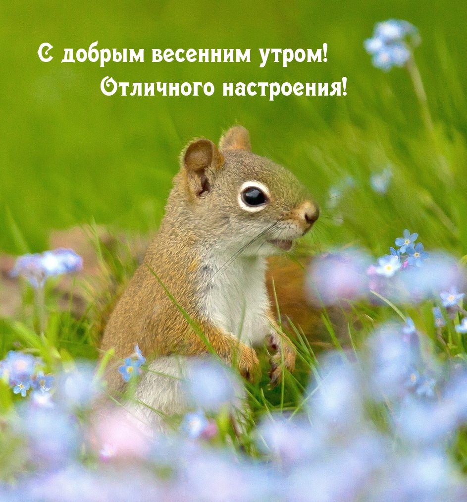 Открытки хорошего весеннего дня, Чудесного весеннего дня. Открытки хорошего весеннего дня, Чудесного весеннего дня.