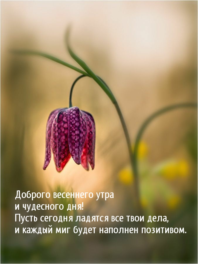 Красивые весенние открытки. Пожелания доброго весеннего утречка и хорошего весеннего дня. Красивые весенние открытки. Пожелания доброго весеннего утречка и хорошего весеннего дня.