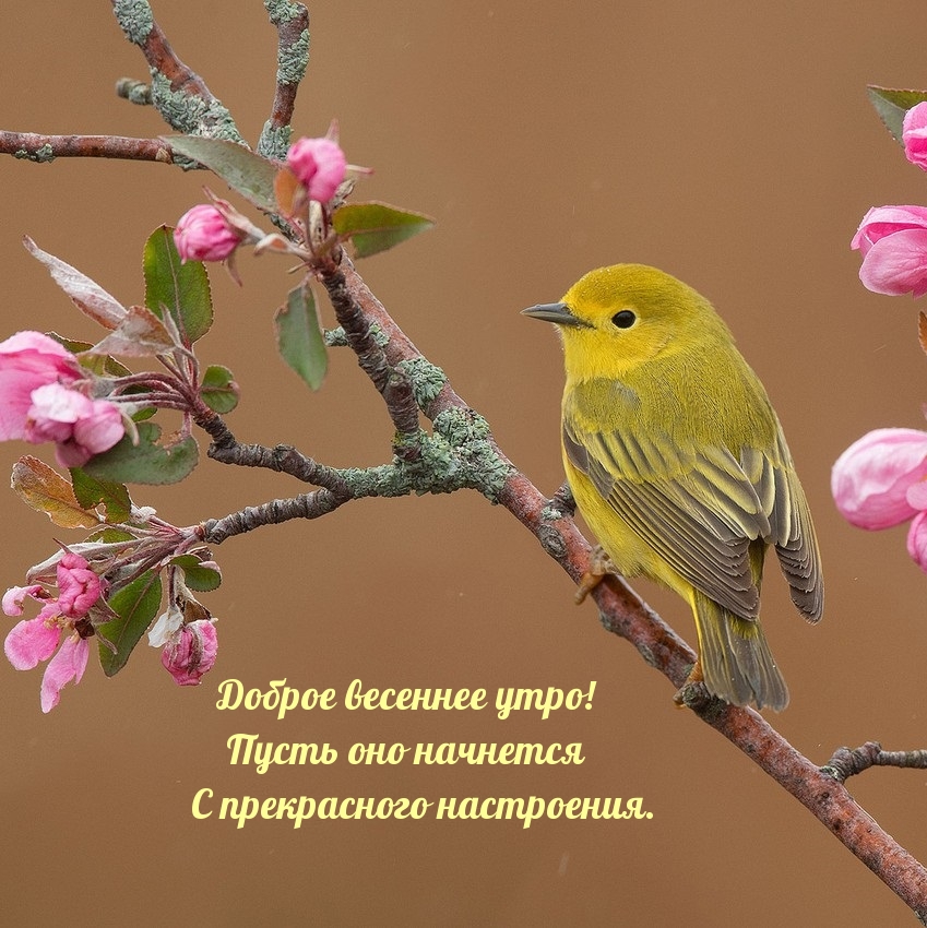Картинки "Доброе весеннее утро" (50 открыток). Открытки с добрым утром весенние. Картинки "Доброе весеннее утро" (50 открыток). Открытки с добрым утром весенние.