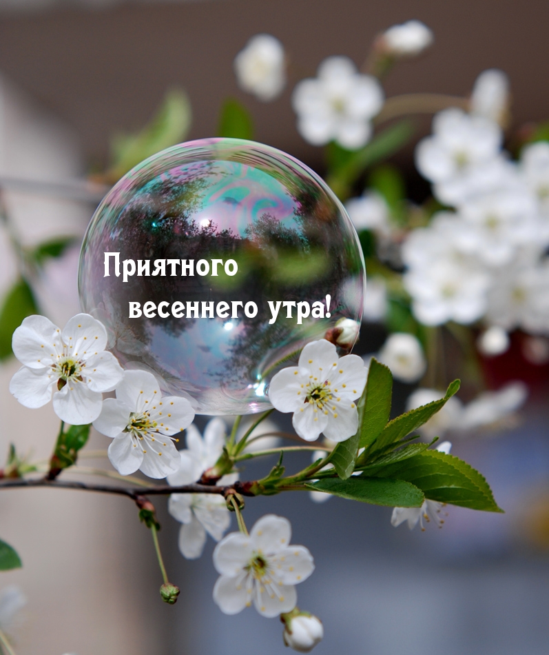 Пожелания доброго весеннего дня (50 фото). Пожелания с добрым весенним утром. Пожелания доброго весеннего дня (50 фото). Пожелания с добрым весенним утром.
